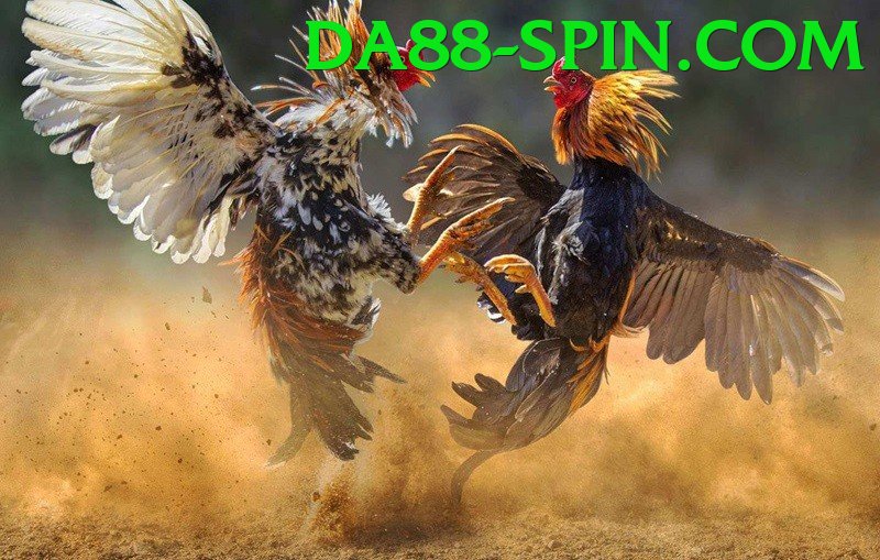 Trường Đấu Đá Gà Chuyên Nghiệp - Đồ họa đỉnh cao